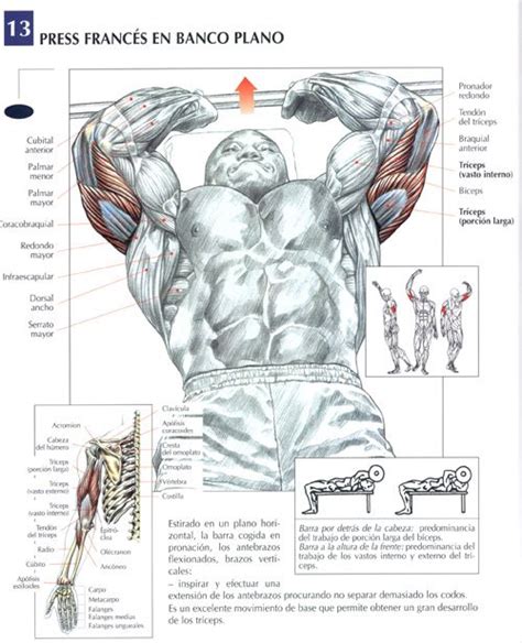 Pin By Raymond Francis On Workout Triceps Workout Workout Posters