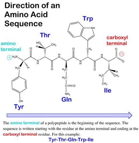(afp)from the winterflounder and seven analogs with. Difference Between Polypeptide and Protein | Difference ...