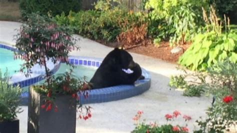 Vancouver Black Bear Relaxes In Hot Tub Bbc News