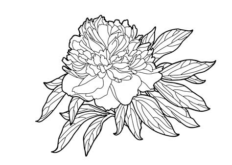 Kleurplaat bloemen 50 superleuke gratis kleurplaten bloemen