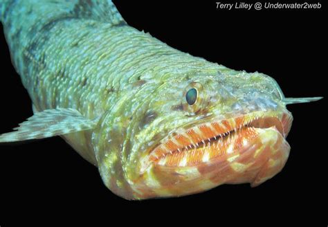CRITTER Meet Ulae The Orangemouth Lizard Fish The Garden Island