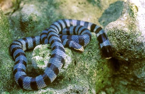 Top 5 Of The Most Poisonous Snake