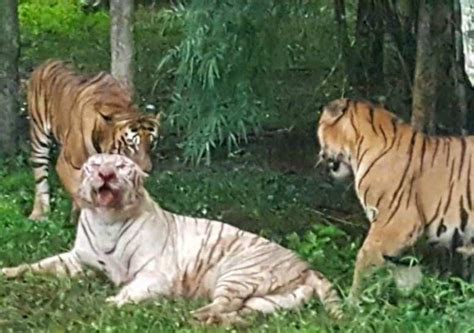 White Tiger Injured In Fighting Dies At Biological Park Bengaluru
