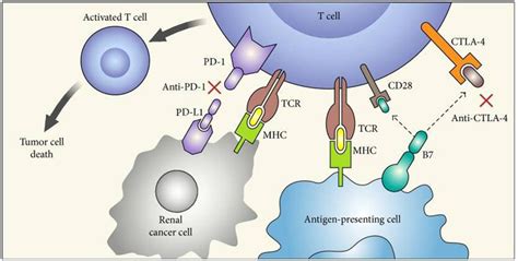“mechanism Of Action Of Immune Checkpoint Inhibitors Pd 1 Is Expressed