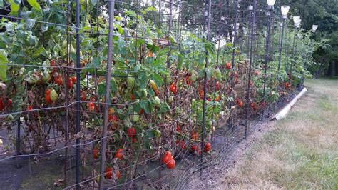 72718 Garden Harvest Fruit Plants Plant Planets