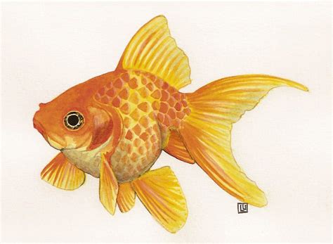 Goldfish Drawing Art