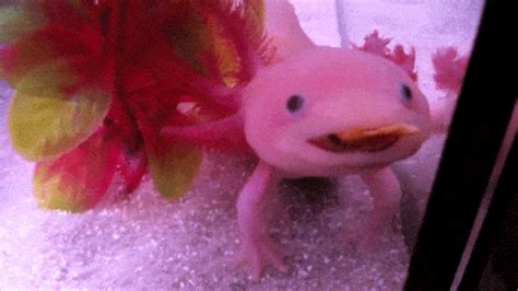 √ダウンロード Baby Axolotl  182971 Baby Axolotl 