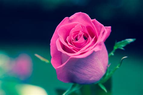 Images Gratuites Fleur Pétale Rose Flore Fermer