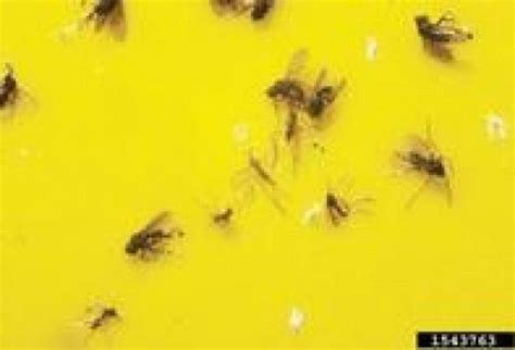 Because winters in the midwest are too cold outdoors for insects to be active and breed. Fungus Gnats: Where Do These Little Flying Bugs Come From ...