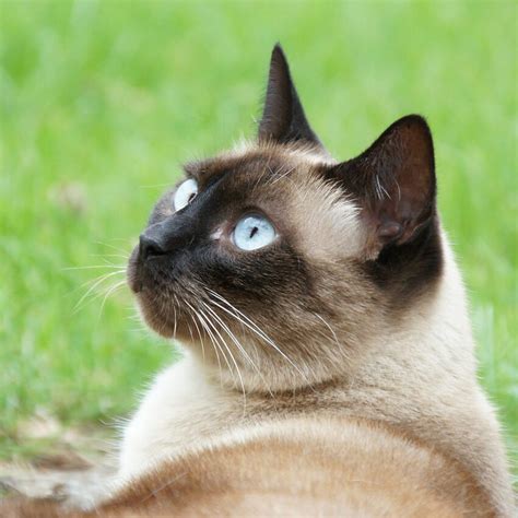 14 Indisputable Facts About Siamese Cats Page 2 The Paws