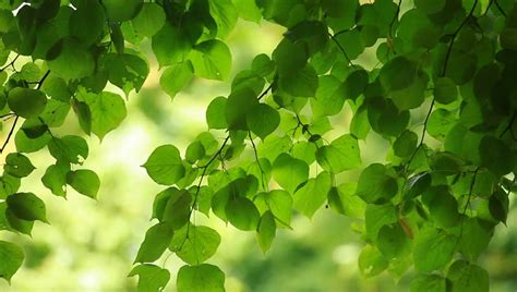 Beautiful Green Leaves And Bright Stock Footage Video 100