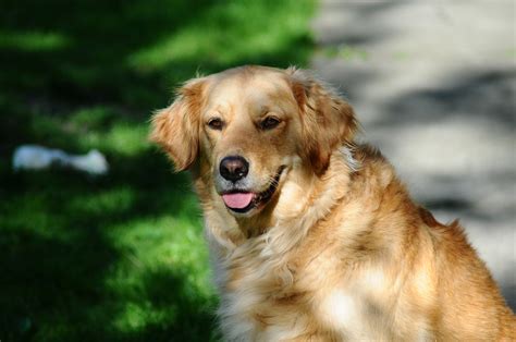 Hình ảnh Chó Golden Tổng Hợp Hình ảnh Chó Golden đẹp Nhất