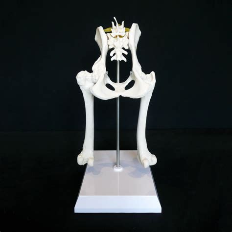 Anatomical Caninedog Pelvis Hip Model Medical Skeleton Anatomy Ebay