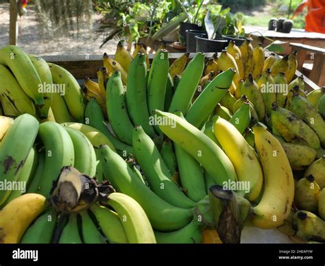 Grupo De Banana Cavendish Subgrupo Cavendish Musa Aluminata En El