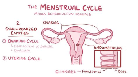 Menstrual Cycle Video Anatomy Definition Function Osmosis