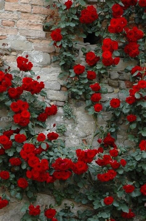 Roses On A Stone Wall Red Climbing Roses Beautiful Flowers Plants