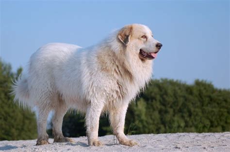 Their exact history is unknown but they have been guarding the flocks in france for millennia. Great Pyrenees Info, Life Expectancy, Temperament, Puppies ...