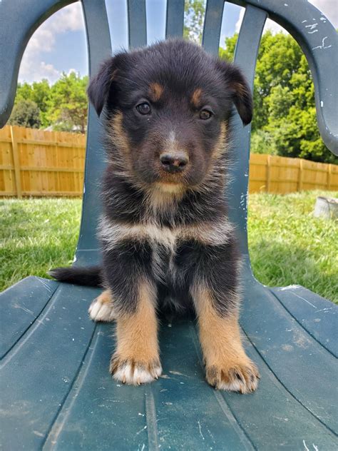 If you do not have experience working with dogs, enroll in obedience classes and. German Shepherd Puppies For Sale | Columbus, OH #303806