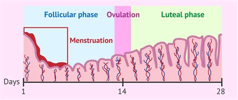 The Menstrual Cycle What Happens In Each Of Its Phases