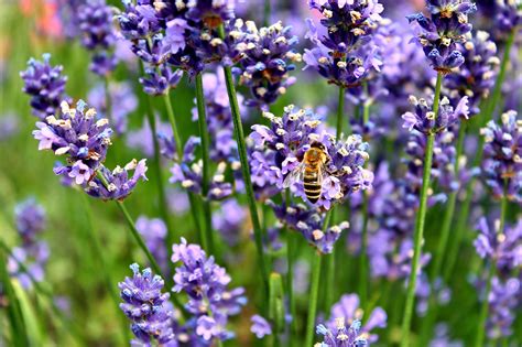 Free Images Nature Meadow Purple Bloom Busy Pollination Herb