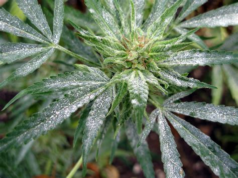 How To Protect Your Cannabis Plants From White Powdery Mildew