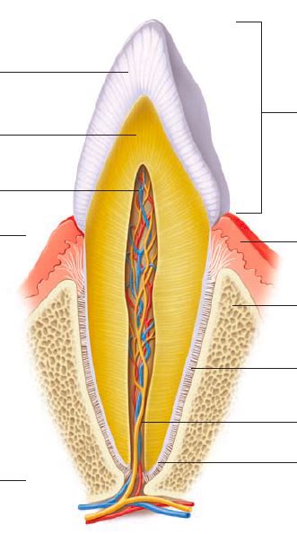 Primary Tooth Diagram