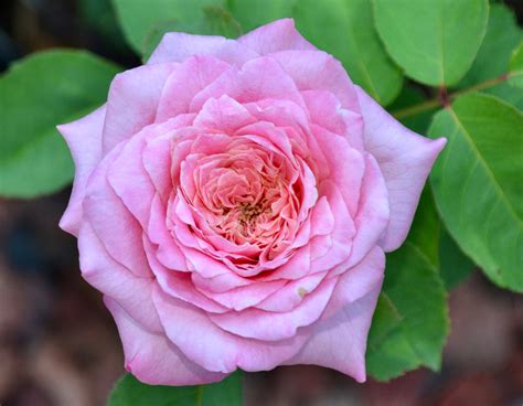 Rose Belinda's Dream 3 Gal | Plants Plus