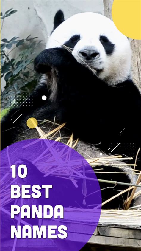 Top 10 🌿 Panda Names An Immersive Guide By Petshoper Pet Names And Pet