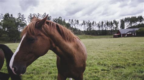 Desktop Wallpaper Horse Muzzle Animal Hd Image Picture Background