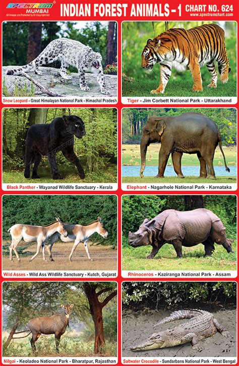 Spectrum Educational Charts Chart 624 Indian Forest Animals 1