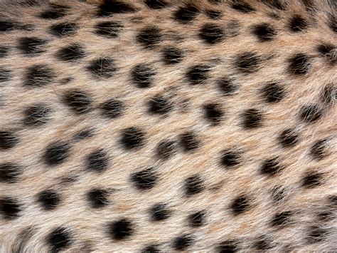 Free Images Hair Wildlife Pattern Leopard Big Cat Close Up