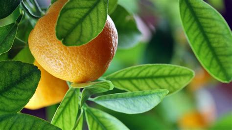 Wallpaper Leaves Food Branch Tangerine Orange Fruit Citrus Leaf