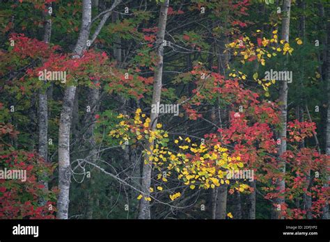 Vibrant Fall Colors In Hiawatha National Forest In The Up Of Michigan