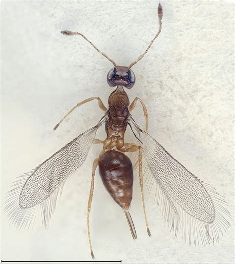 Ants, bees, and wasps (hymenoptera). These Insects are Smaller than a Single Cell ...
