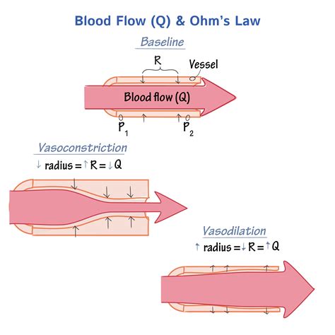 Blood Hemodynamics Physiology Flashcards Ditki Medical And