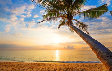 Wallpaper Sand Sea Wave Beach Summer Sunset Palm Trees Shore