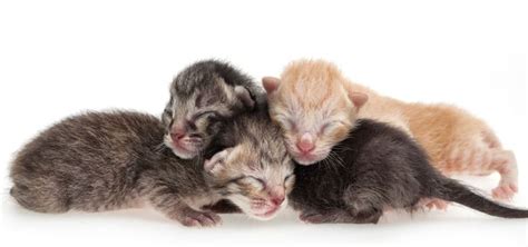 When To Start Litter Box Training Kittens The Complete Guide
