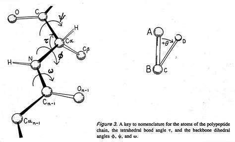 Dipeptide Sketch With Peptide Bond