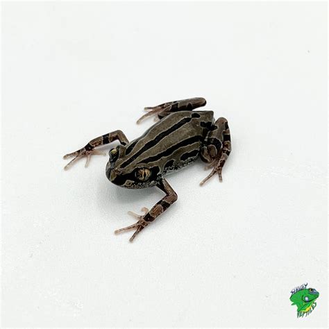 Mozambique Rain Frog Juvenile To Adults Strictly Reptiles Inc
