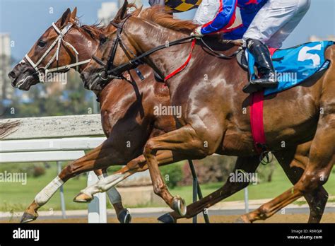 Race Horses Jockeys Running Grass Track Closeup Animal Bodies Action