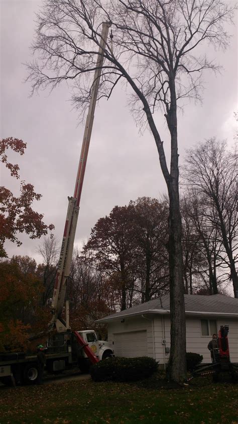 Jenny's tree service, of warren, was joined by clean cut service, of livonia, northwood tree service, of shelby township, and george glassgow, the state's oldest climber. Eric's Tree Service, Warren Ohio 44484: Work site photos