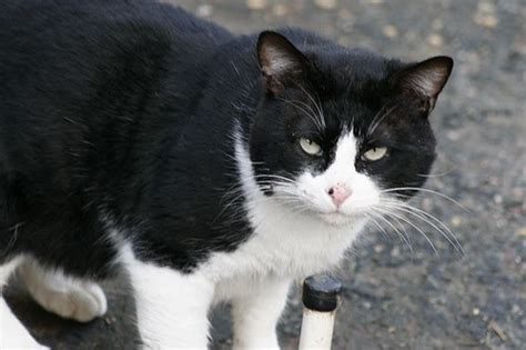 The Feral Life Compassion Cats Another Tuxedo Cat Feral Cat Photo