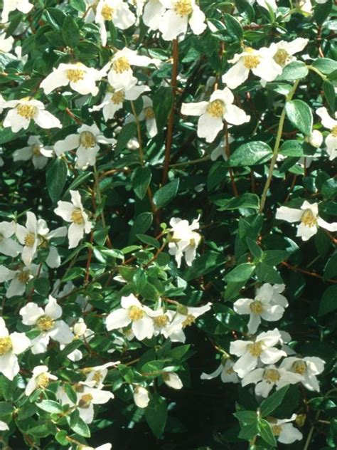 Landscapers Picks The 10 Best Shrubs For Pots With Images Shrubs
