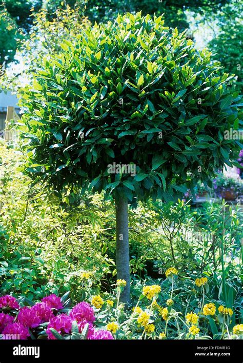 Laurus Nobilis Bay Tree In Garden Stock Photo Alamy