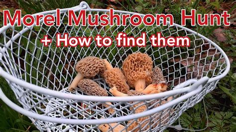 Morel Mushroom Hunt How To Find Morel Mushrooms Youtube