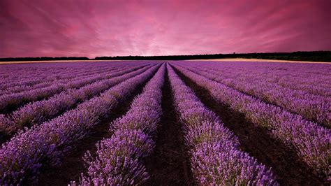 Purple World Flowers Sunset Splendor Lavender Field Nature Landscape