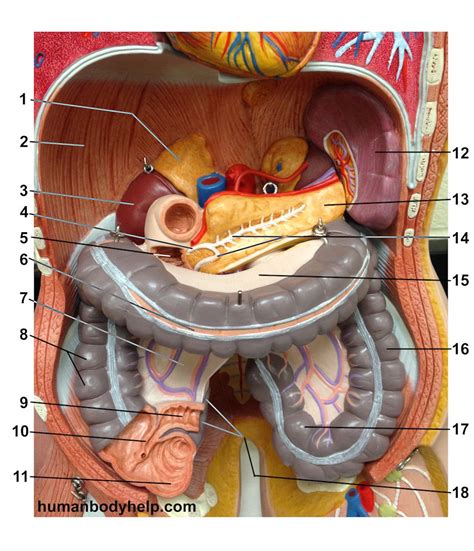 Torso Digestive Deep Human Body Help