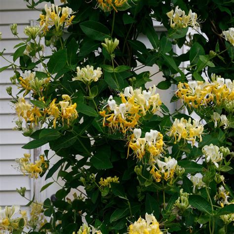 Fragrant Vines And Climbers Great Garden Plants