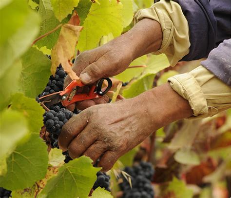 Central Chile Celebrates The Grape Harvest Travelart