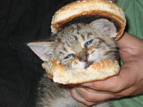 Cat Sandwich Als Pictures Flickr